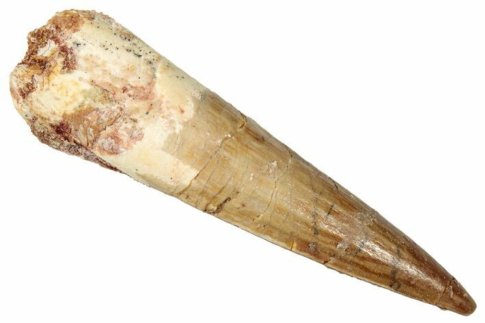 Fossil Spinosaurus Tooth - Real Dinosaur Tooth #357439
